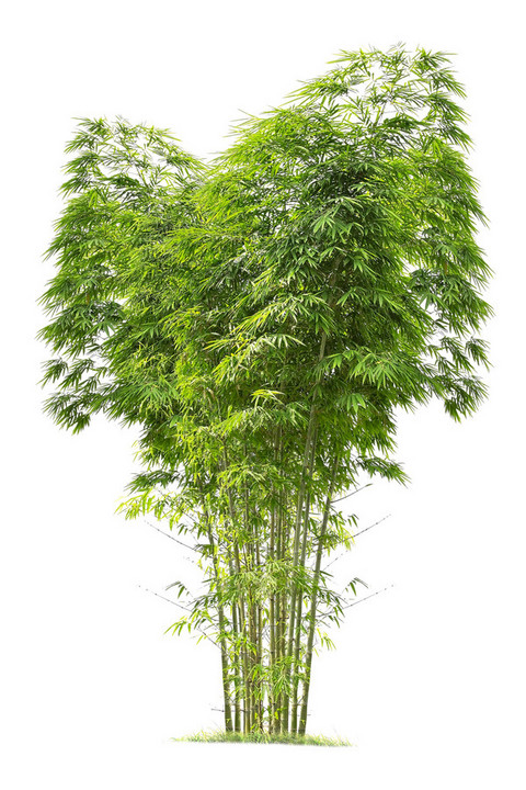 Bambus - die am schnellsten wachsende Pflanze der Welt